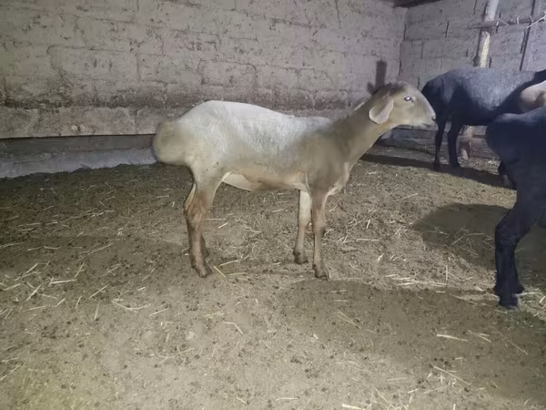 Sheep, Hissar sheep — Kyrgyzstan