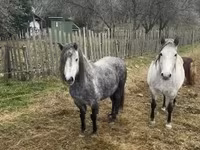 Kısrak, Hungarian horse breed — foto 7