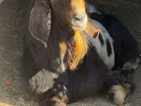 Billy Goat, Nubian Goat — photo 1