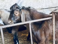 Ziegenbock, Nubian Goat — Foto 8