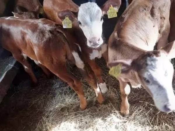 Bik, Simmental cattle