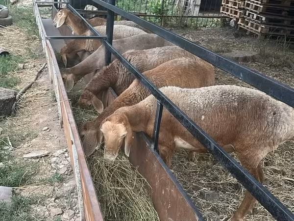 Sheep, Sheep — Kyrgyzstan