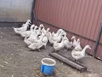 Ducks — picha 2