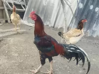 Chickens — รูปภาพ 1