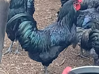 آسترالورپ — عکس 2