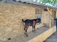 숫염소, Nubian Goat — 사진 2