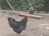 Australorp — ảnh 1