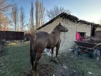 Жребец, Коне — снимка 3