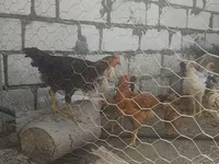 Chickens — تصویر 3