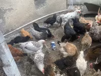 Chickens — Foto 4
