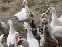 Ducks — الصورة 3