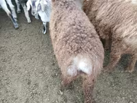 绵羊（批次，未指定性别）, Sheep — 照片 4