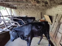ላም, Cattle — ፎቶ 7