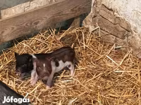 Porci (lot, sex nespecificat), Вьетнамская вислобрюхая — foto 2