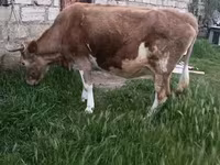 Ko, Aserbajdsjansk zebu — foto 8
