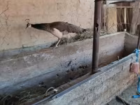 Turkeys — fotografija 1