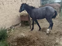 Ngựa đực, Friesian sport horse — ảnh 3