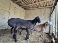 Beran, Blackheaded Persian sheep — foto 4
