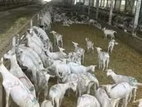 თხა, Saanen goat — ფოტო 2