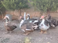 Ducks — عکس 4