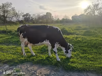 Mucca, Bovini — foto 2