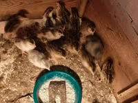Guinea fowl — foto 1