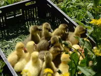 罗斯308 — 照片 8