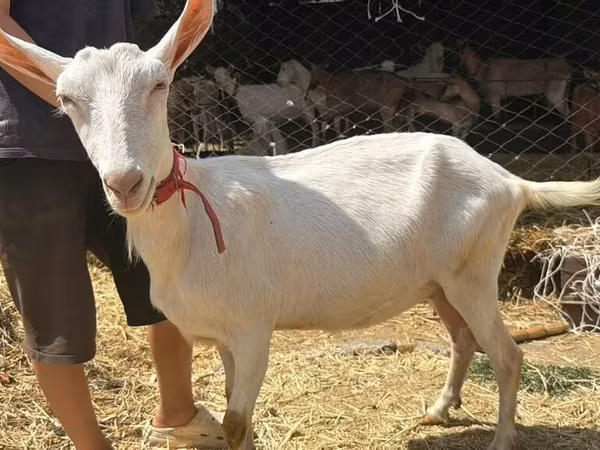 Koza, Saanen goat