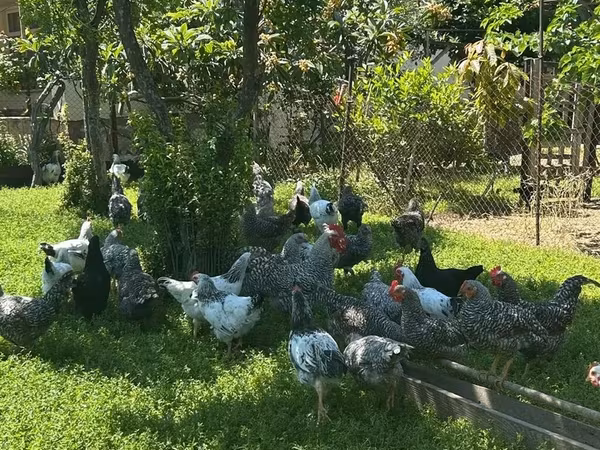 Chickens