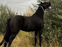 مادیان, Friesian — عکس 4