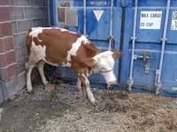 Buğa, Simmental cattle — foto 1