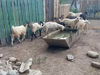 Kozel, Pomellata goat — foto 6