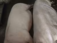 Doofaar dhaddig, Pigs — sawirka 1