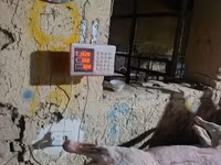 የጎትት አውራ በግ, Sheep — ፎቶ 6