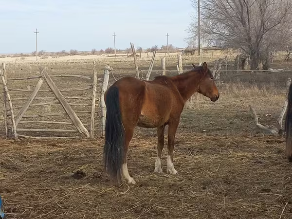 Азаргагүй морь, Kazakh horse