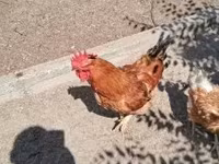 Chickens — акс 1