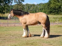 Cal, Gypsy horse — foto 6