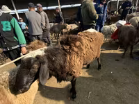 Beran, Karakul sheep — foto 3
