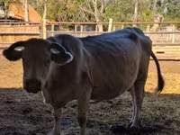 Vaca, Charolais cattle — foto 3