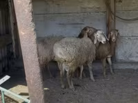 母羊, Sheep — 照片 6