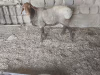 Cừu (lô, chưa xác định giới tính), Hissar sheep — ảnh 4