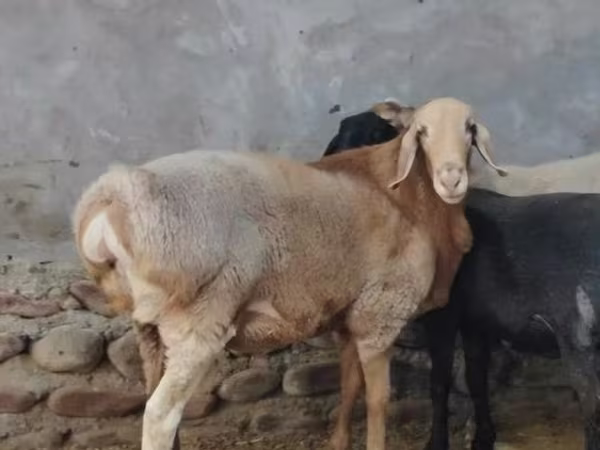 Beran, Arashan sheep