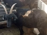 Koza, Nubian Goat — fotografija 5