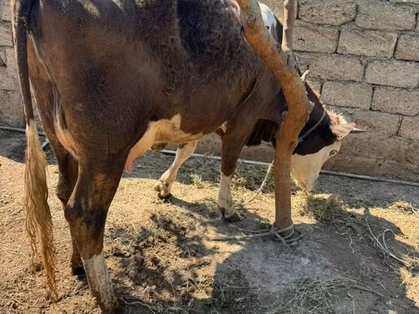 بقرة, الماشية
