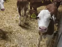 Skot (série, pohlaví neuvedeno), Simmental cattle — foto 5