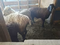 Ido, Sheep — sawirka 5