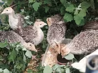 Turkeys — 2-сурет