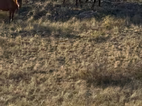 اسب (گروه، جنسیت مشخص نشده), Kazakh horse — عکس 6