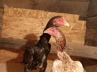 Chickens — fotografija 2