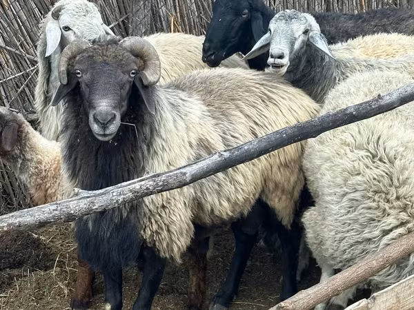 قوچ, Karakul sheep